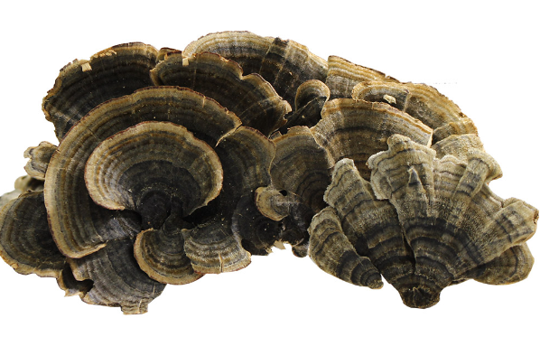 Coriolus Versicolor Extract Benefits.png